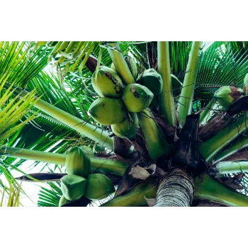 Organic Coconut Plant